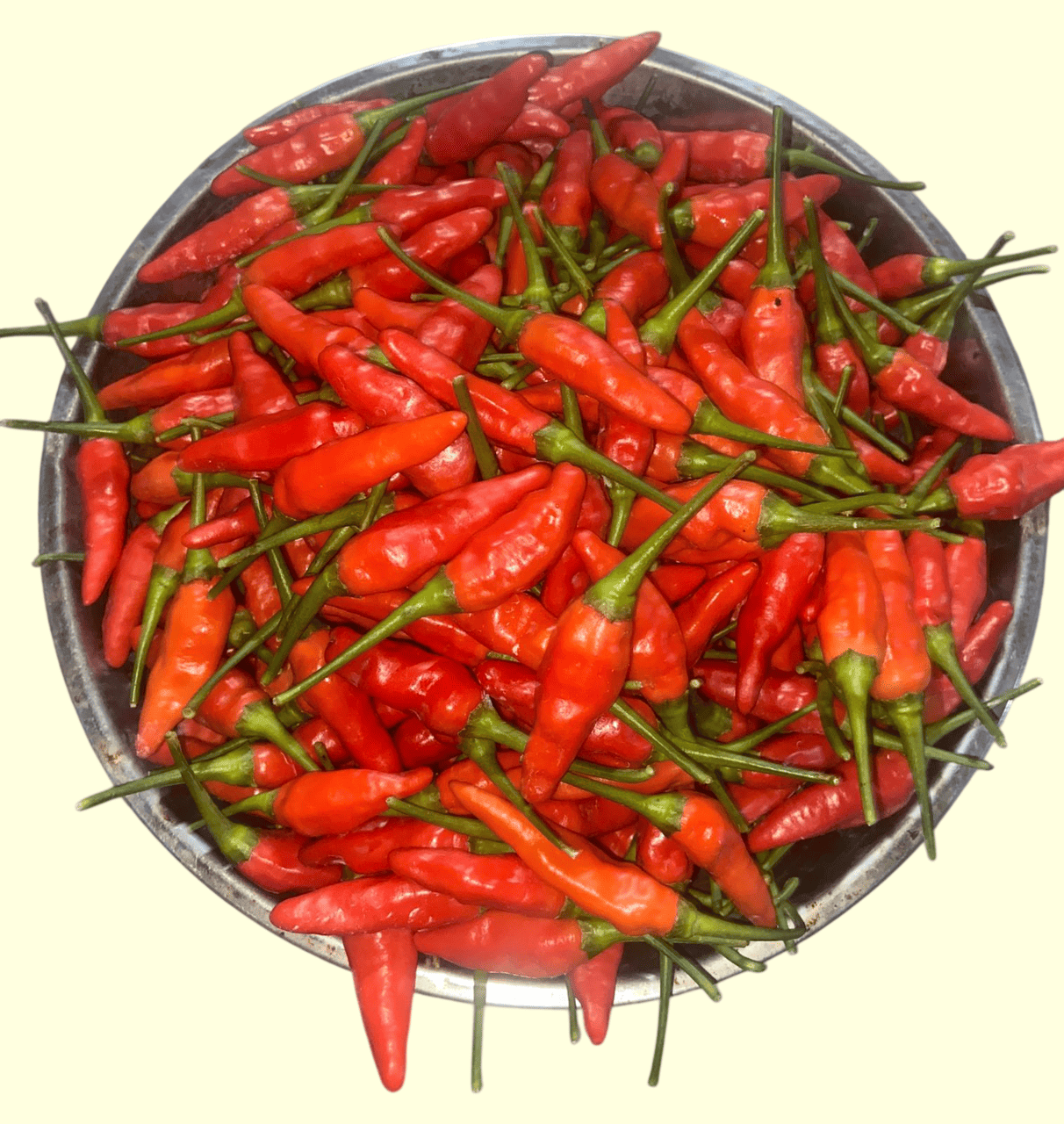 Cabai Rawit Tiung Tanjung